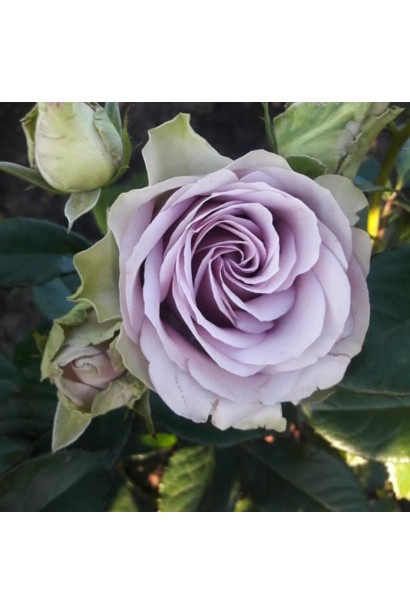 Троянда флорібунда Луллабі